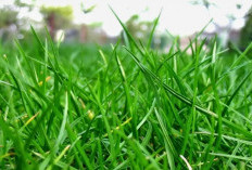 7 Bahan Alami Bebas Kimia  yang Mampu Musnahkan Rumput Liar di Pekarangan Rumah