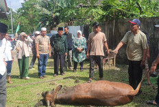 Syofni Herawati: Kurban Bukan Hanya Ritual, Tapi Wujud Kepemimpinan Sosial