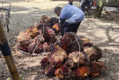 Harga TBS Tebo Rp 3.050 Per kilogram