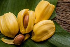 Nangka Bisa Buat Anemia Tak Mau Mendekat