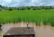  Lahan Pertanian Terancam Banjir Kiriman