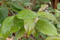 Daun Salam, Bukan Sekadar Penyedap Masakan! Simpan Segudang Manfaat Kesehatan