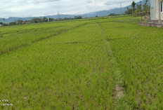 Kerinci Targetkan Produksi Gabah 109.153 Ton 