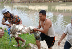 Tradisi Menangkap Ikan di Lubuk Larangan Tanjung Belit 