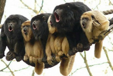 146 Monyet Pelolong Mati Akibat Gelombang Panas