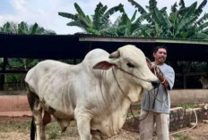 Presiden Prabowo Beli Sapi Milik Peternak Batang Hari, Seberat 818 Kg untuk Kurban