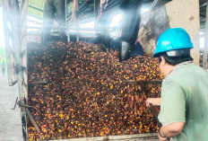 Harga TBS dan Brondolan Sawit Turun Di Wilayah Tanjabtim