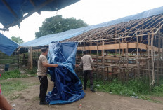 Polisi Bongkar Arena Judi Sabung Ayam Berawal dari Viral di Medsos 