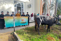  Idul Adha 1446 H, UIN STS Jambi Sembelih 25 Hewan Kurban