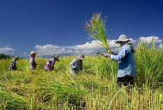 Luas Tanam Padi Kota Jambi Lampaui Target, Petani Siap Panen September
