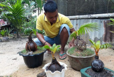 Merawat Bonsai Kelapa agar Tumbuh Subur