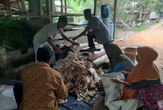 Inovasi Pakan Ternak Fermentasi Batang Pisang Dosen Peternakan UNJA, Kambing Tak Lagi Makan Rumput