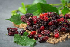 Manfaat Luar Biasa Buah Mulberry untuk Kesehatan Anda