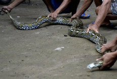 Bikin Geger! Ular Piton Raksasa Masuk Usaha Dekorasi, Damkar Sungai Bahar Turun Tangan