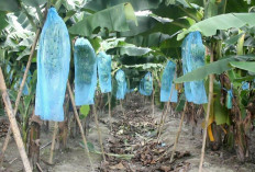  Tanjabtim Berhasil Budidaya Pisang Cavendish