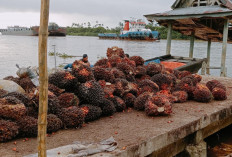 Harga Komuditi Perkebunan Alami Penurunan 