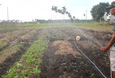 Petani Terapkan Metode Mulsa, Sambut Kemarau di Tanjabtim 