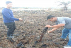 Tim Gabungan Selidiki Karhutla di Lahan PT AMM dengan Pengambilan Sampel dan Koordinat