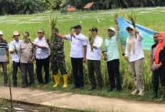  Tanjab Timur Kembangkan IP 300 di Lahan Seluas 3.900 Hektare