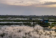 Dinas Pertanian Sedang Lakukan Pendataan, Terkait Lahan Pertanian  di Kota Jambi Terdampak Banjir