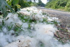 Kapas Muara Bungo Sang Primadona Terlupakan, Buahnya Dibiarkan Rontok di Pinggir Jalan Tanpa Diolah