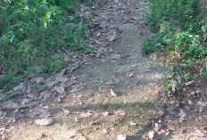 Dugaan Penyimpangan Dana Desa Pengasih Lama, Pemeliharaan Jalan Usaha Tani Habiskan Rp126 Juta