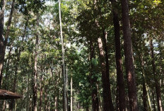 Target Pendapatan Taman Hutan Pinus Tak Tercapai 