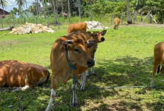 40 Sapi di Tanjab Timur Mati Mendadak, Diindikasi Terserang Virus Jembrana