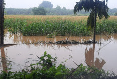 11 Hektare Lahan Terendam Banjir