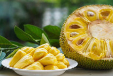 Konsumsi Nangka Bisa Turunkan Risiko Penyakit Kronis