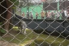 Pemprov Jambi Upayakan Tambah Harimau Sumatera