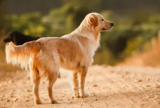 14 Arti Mimpi Digigit Anjing Menurut Agama dan Primbon Jawa 