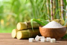 5 Dampak Negatif Gula Tebu bagi Kesehatan