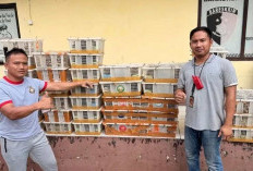 Gagalkan Penyelundupan 1.300 Ekor Burung