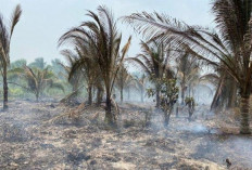 29.5 Hektar Lahan Gambut Terbakar  Di Wilayah Tanjab Barat