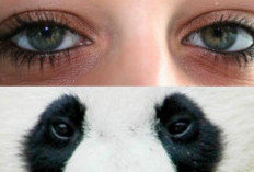 Simple! Cara Menghilangkan Mata Panda Dirumah Aja