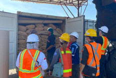 Nilai Hampir Rp1 Miliar, Kayu Manis Kerinci Diekspor ke Belanda