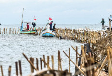 TNI Segera Bongkar Pagar Laut yang Rugikan Nelayan Hingga Rp 9 Miliar