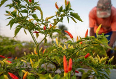 Stok Cabai Merah Menipis Puluhan Hektare Lahan di Jambi Terendam  