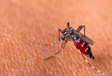 Indonesia Urutan Kedua Negara Dengan Kasus Malaria Terbanyak
