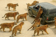 Dibayar Rp100 Juta untuk Kasih Makan Harimau, Ribuan Orang Berebut Lowongan Unik Ini!