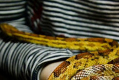 4 Makna Tersembunyi di Balik Mimpi Digigit Ular: Keberuntungan atau Peringatan?
