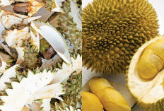 10 Manfaat kulit durian untuk kesehatan, dapat mengobati Jerawat