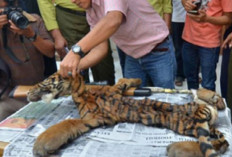 Transaksi Jual Kulit Harimau Sumatera Gagal