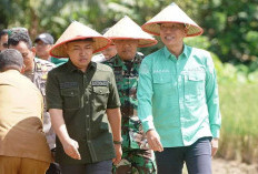  Bupati Batanghari dan Dandim 0415 Jambi Tanam Padi Serentak, Targetkan Kabupaten Jadi Lumbung Pangan Jambi