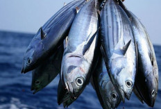 Simak! Ini Dia 6 Jenis Ikan yang Buruk Untuk Dikonsumsi