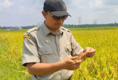 BRMP Jambi Targetkan Produksi 80 Ton Benih Sumber Padi Inpari 32