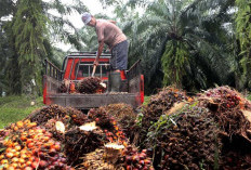 Harga TBS Kepala Sawir Turun Lagi, Dipengaruhi Kondisi Pasar Global