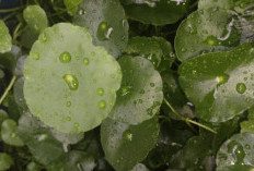 Centella Asiatica, Tanaman Herbal yang Populer dalam Skincare dan Bermanfaat untuk Atasi Jerawat