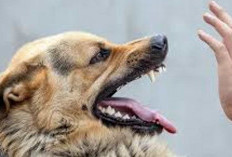 57 Kasus Gigitan Hewan Rabies 